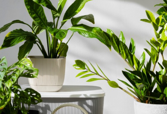 Why should we use plants in our home interiors?